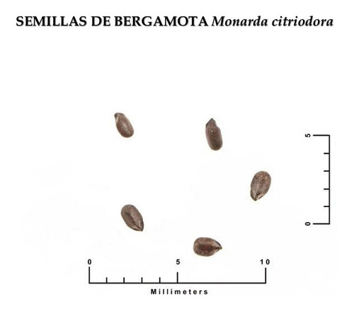 400 Semillas Bergamota Limon Cultivo Agroecologico Plantasi