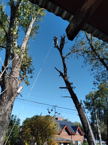 Imagen 2 de 5 de Podas En Altura.