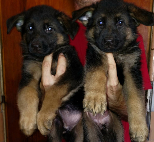 Cachorros Ovejero Alemán (poa)