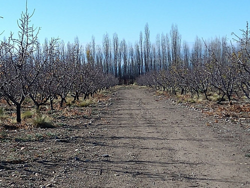 Imagen 6 de 14 de Ruta Prov. 89 S/\n, Los Arboles, Tunuyan