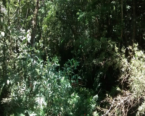 Imagem 17 de 23 de Sítio Rico Em Água, Paraíso Ecológico! - 156 - 32982609
