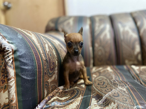 Imagen 4 de 4 de Pincher Miniatura Mascotas Rionegro Precio Especial