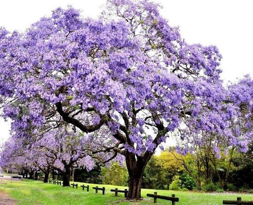 Venta Semillas Paulownia Tormentosa