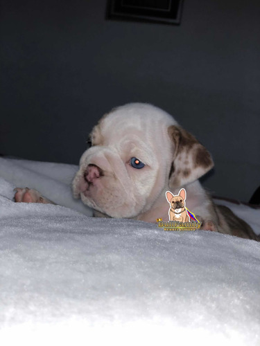 Imagen 4 de 4 de Bulldog Ingles Lilac Fan Hembra