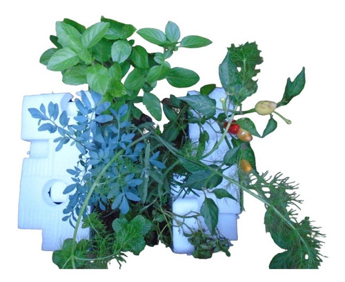 Kit Com 8 Mudas: Alecrim, Arruda, Hortelã, Pimenta E Outras
