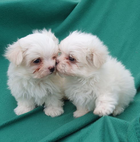 Cachorros Maltes Inscritos