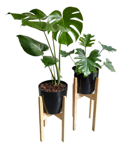 Combo Monstera + Philodendron Wambe + Maceta + Pie Nórdico