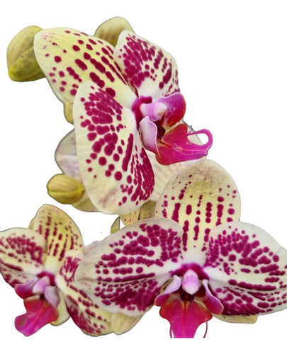 Orquídea Grande!!! Oferta !!!