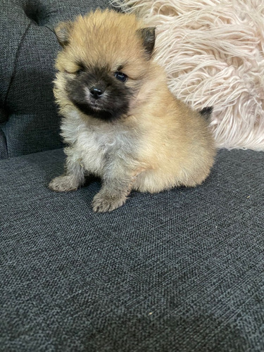 Pomerania Choco-parti Marron Y Blanco