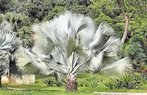 Comprar 3 Semillas De Plata Semillas De Palmera Para Plantar Bismarc