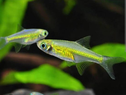 Rasbora Neon Verde ( Microdevario Kubotai ) Pact Com 10