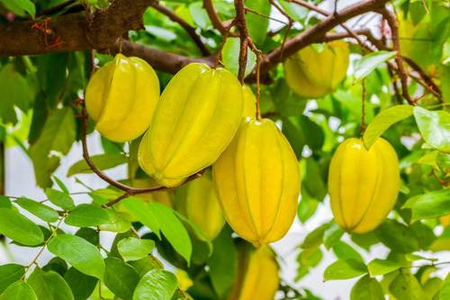 Sobre Para Sembrar 15 Plantas Arbol Fruta Exotica Carambola