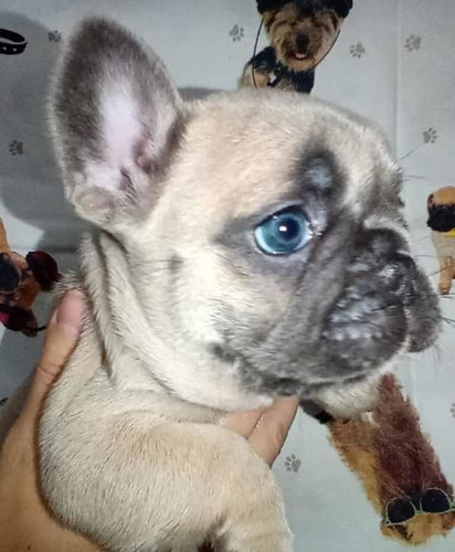 Imagem 2 de 4 de Filhotes Bulldog Exóticos