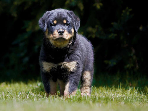 Rottweiler Gigante Cachorros Linea Americana Los Mejores