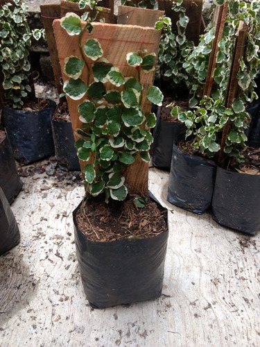 Planta Moneda Enredadera Varigada (ficus Pumila)  12 Pzas