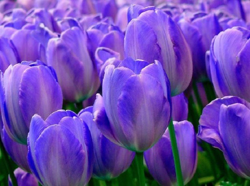 50 Semillas De Tulipan Azul + Instructivo