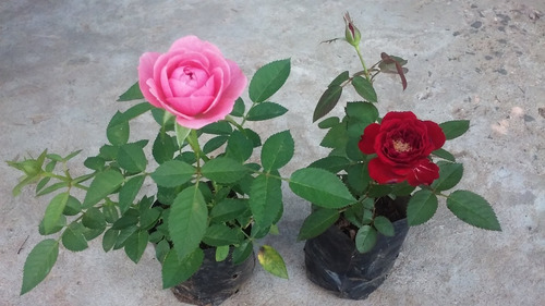 Plantas Rosas Miniatura | Cuotas sin interés Plantas Rosas Miniatura | Cuotas sin interés