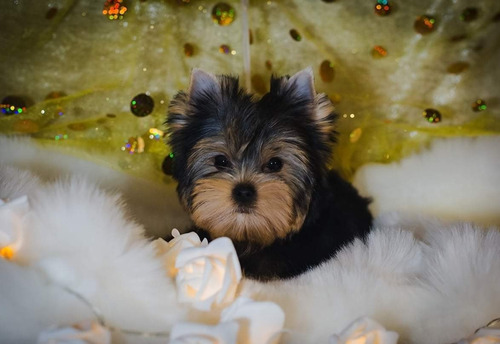 Imagen 4 de 4 de Yorkshire Terrier Macho Sangre Russa 100%