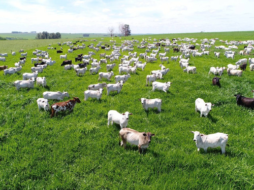 Imagem 24 de 30 de Fazenda 632 Alqueires, Dupla Apetidão, 74% De Aproveitamento, 427 Alqueires Em Lavoura, 40 Alqueires Em Pecuária, Topografia Plana, Casa Sede - Fa00031 - 69832504