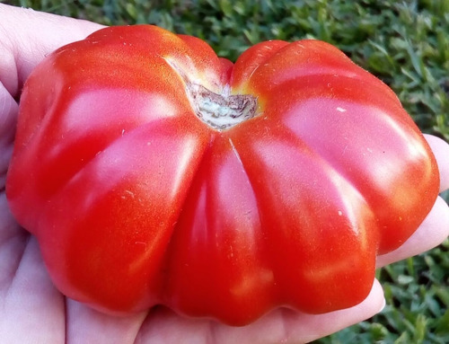 Tomate Costoluto Genovese