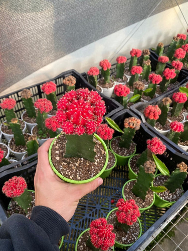 Imagen 4 de 4 de Cactus Gymnocalycium Injertado Rojo/amarillo Planta Exotica