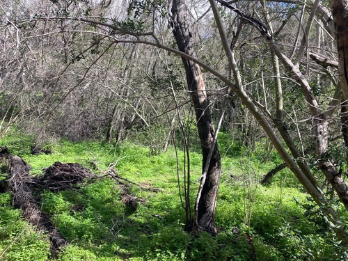 Sitio En Venta En Curacaví