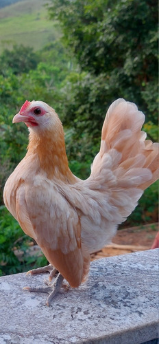 Ovos Galados De Serama