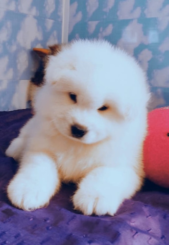 # 1 Samoyedo Cachorro,cuna De La Raza En Argentina