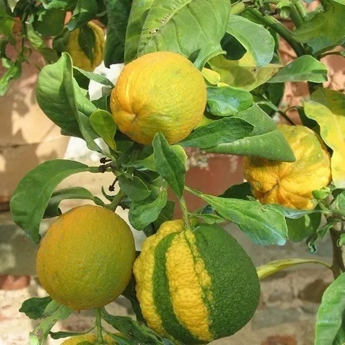 Abolitos De Limon Italiano Con Curiosa Forma (citrus) Aurant