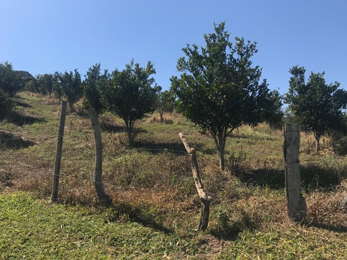 Imagem 13 de 15 de Fazenda Para Venda Em Crucilândia, Braúna, 3 Dormitórios, 1 Suíte, 1 Banheiro - F18_1-1925642