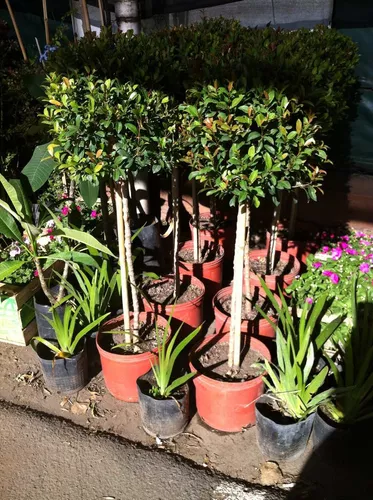 Buxus Arbolito | MercadoLibre