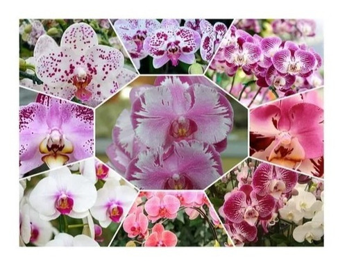 10 Phalaenopsis Exóticas