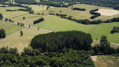 Campo En Venta En Cañitas, Los Muermos, Región De Los Lagos