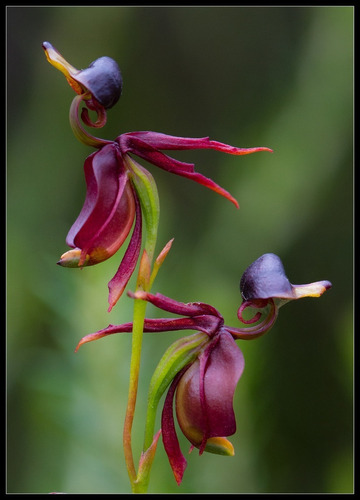 Semillas De Orquídea Pato Envío A Todo Chile