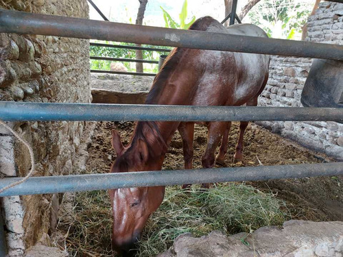 Imagen 8 de 29 de Finca Mixta + Manga De Coleo De 1 Ha En Guayabita En Turmero