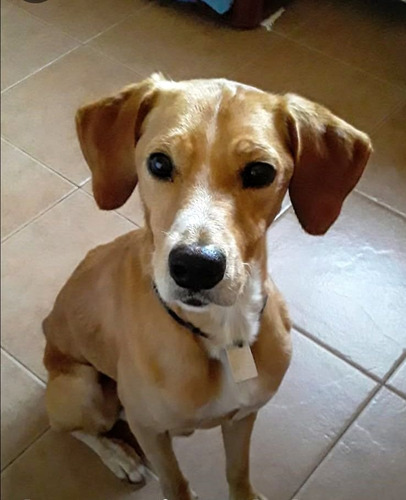 Brownie ( Machito) , 3 Añitos, Pura Hermosura, Medianito
