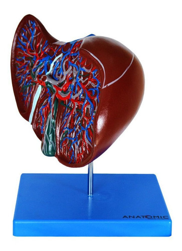 Figado Humano Anatomic TZJ-0324-B