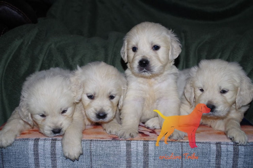 Golden Retriever Machitos Con Tubo Pelotitas De Regalo