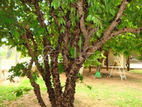 Chácara À Venda Em Village Campinas - Ch004748