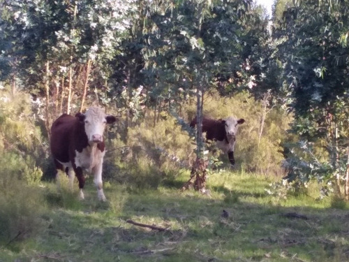 Arriendo 170has Forestal /agricola Migues. Us$ 13.000/año