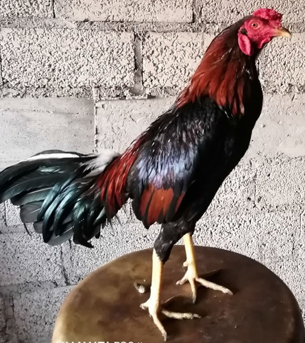 Gallos