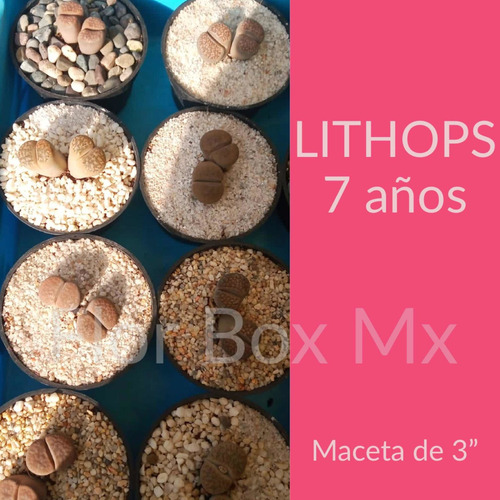 Imagen 4 de 4 de Exóticos Lithops: 7 Años De Edad