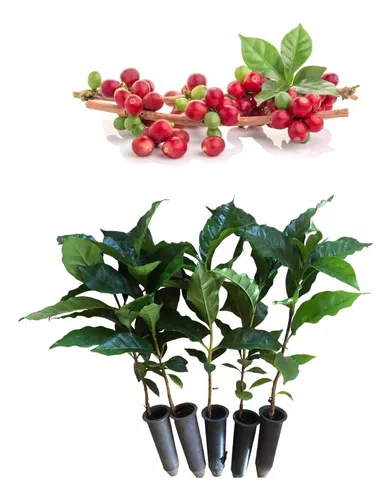 Café Conilon - Kit Com 350 Mudas - Prontas Para Plantio Decora Garden