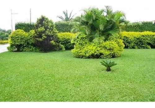 02 Kg Sementes Grama Esmeralda Para 2000m² 100% Puras
