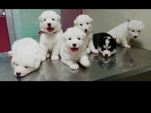 Imagen 6 de 8 de Cachorros Husky - Alaska Malamute