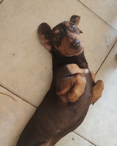 Servicio De Monta Dachshund Chocolate Kaninchen