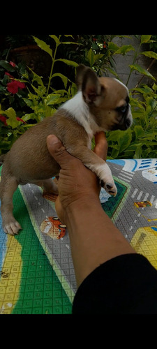 Cachorros Bull Dog Frances Café