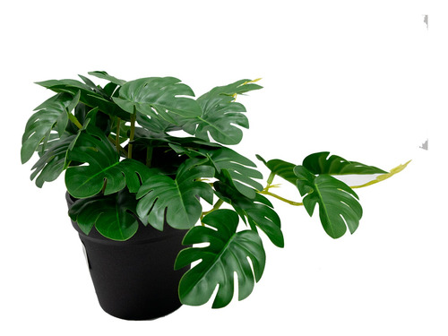 Set 5 Mini Monstera En Maceta De Plástico Negro 19cm