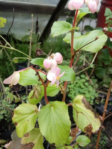 (2x) Plantas Begonias Flor Blanca O Rosada Mas De 20 Cm
