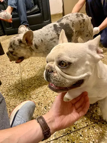 Bulldog Francés Macho Para Monta,stud. Lilac Platinum Kca